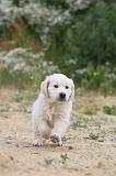 GOLDEN RETRIEVER 316